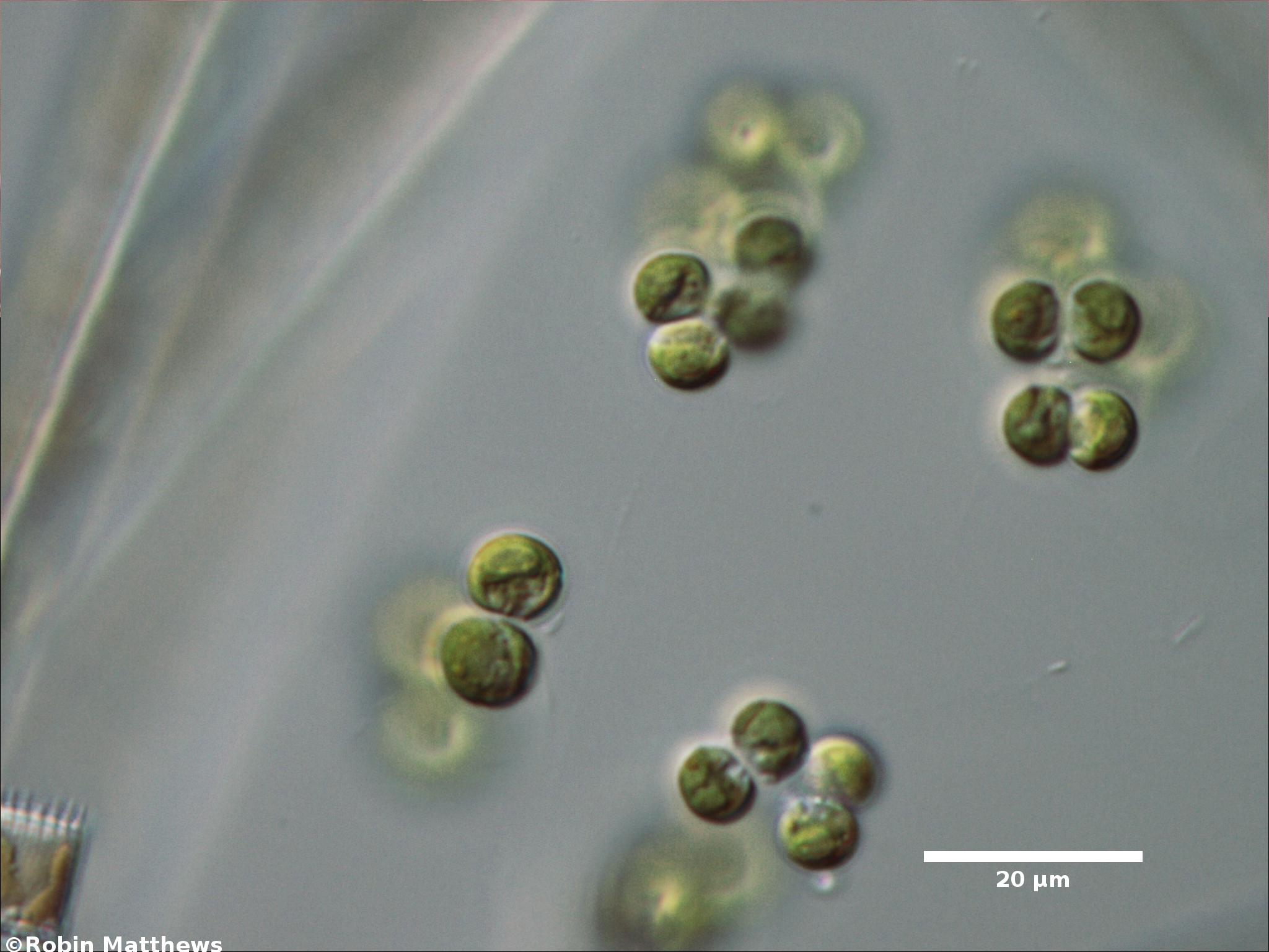 Представитель Семейства Tetrasporaceae